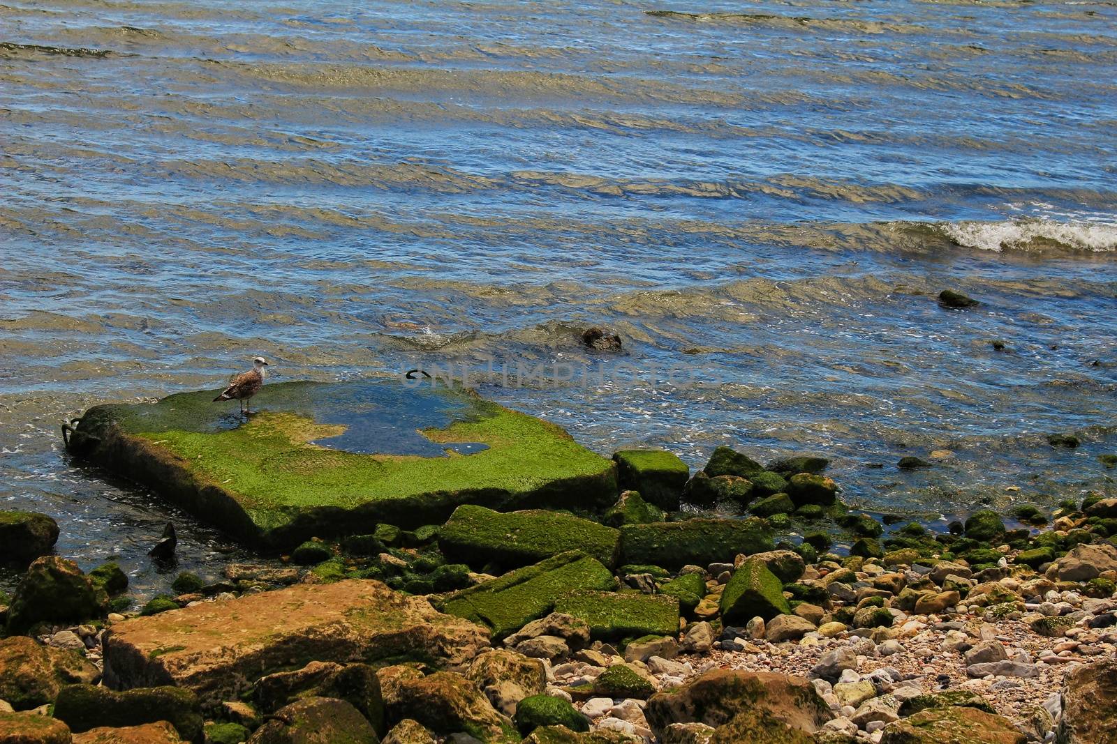 Seagull perched on a stone with algae on the bank of the Tagus River in Lisbon, Portugal