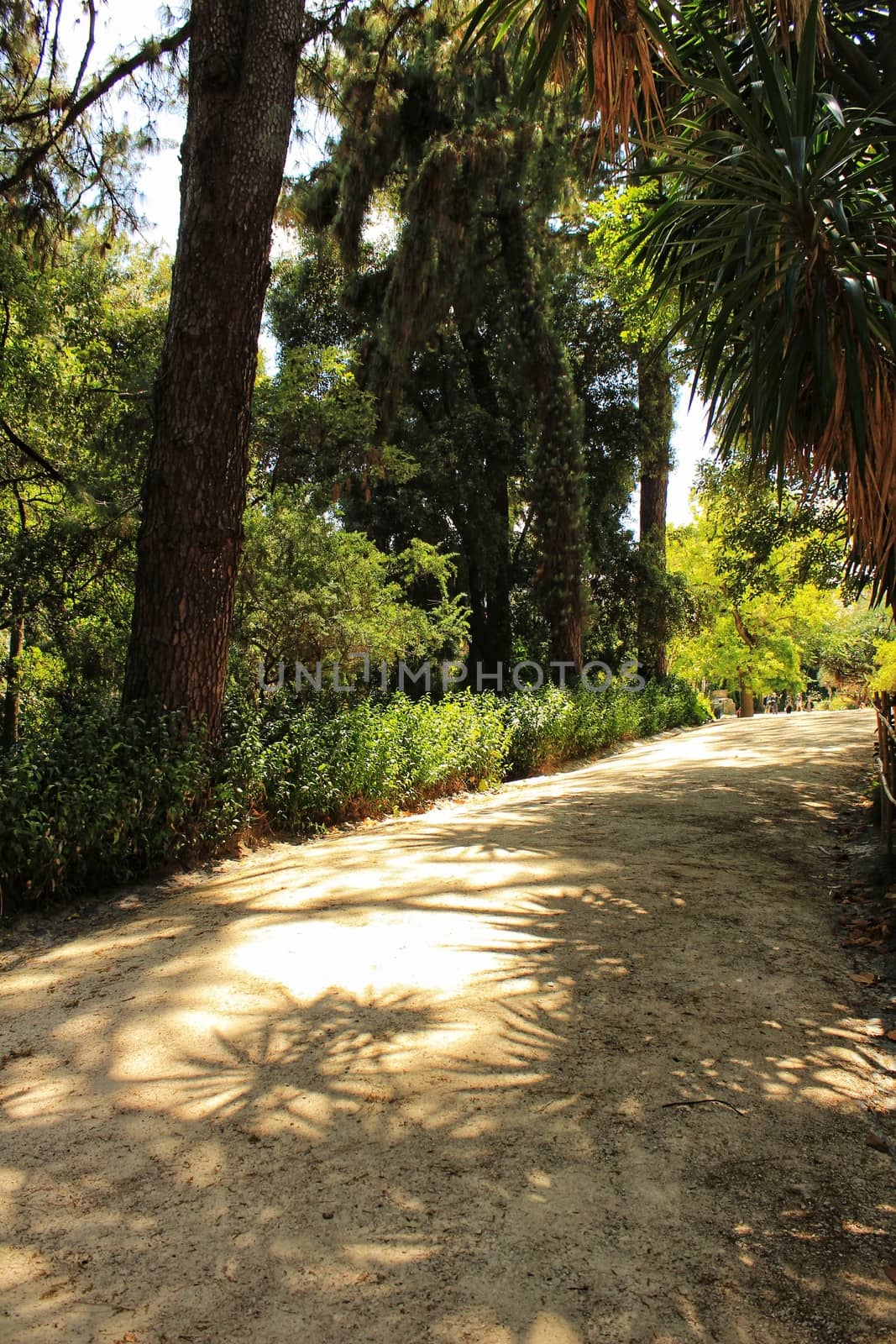 Leafy and green gardens with large trees in the Botanical Garden of Lisbon