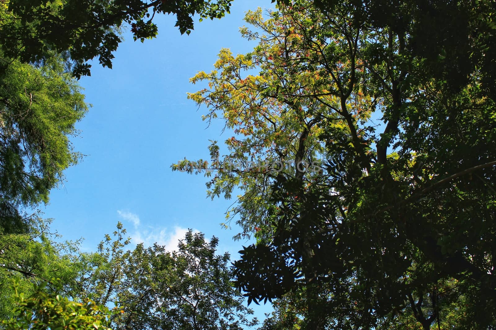Leafy and green gardens with large trees in the Botanical Garden of Lisbon