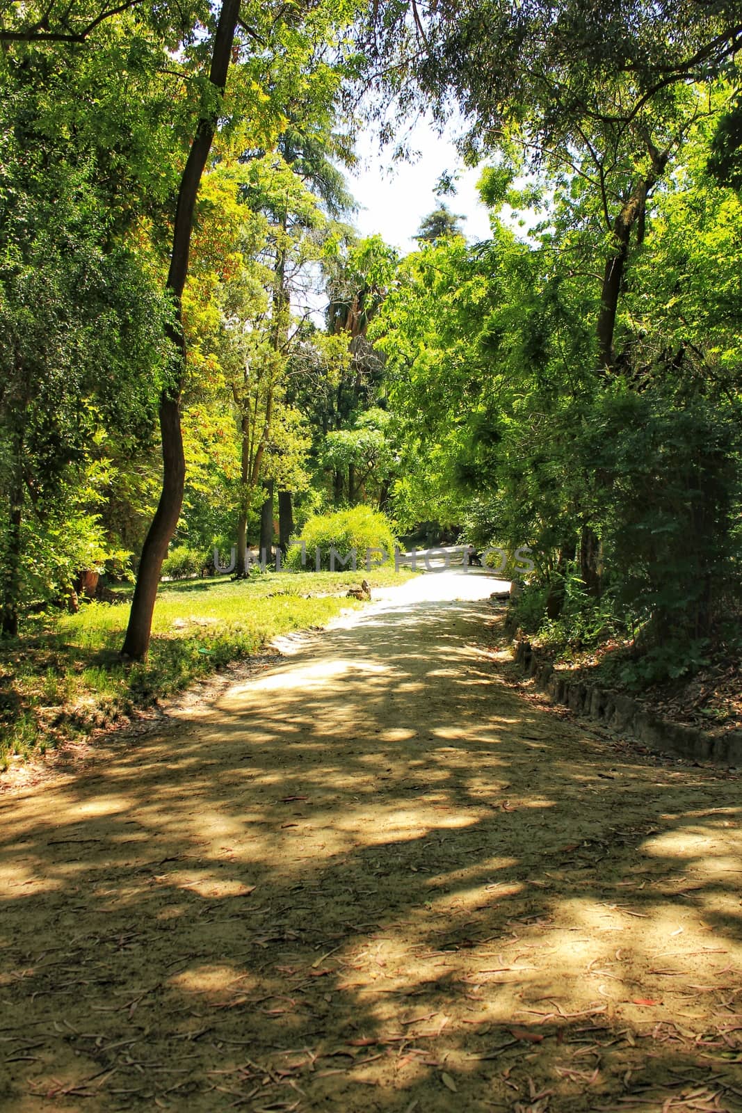 Leafy and green gardens with large trees in the Botanical Garden of Lisbon