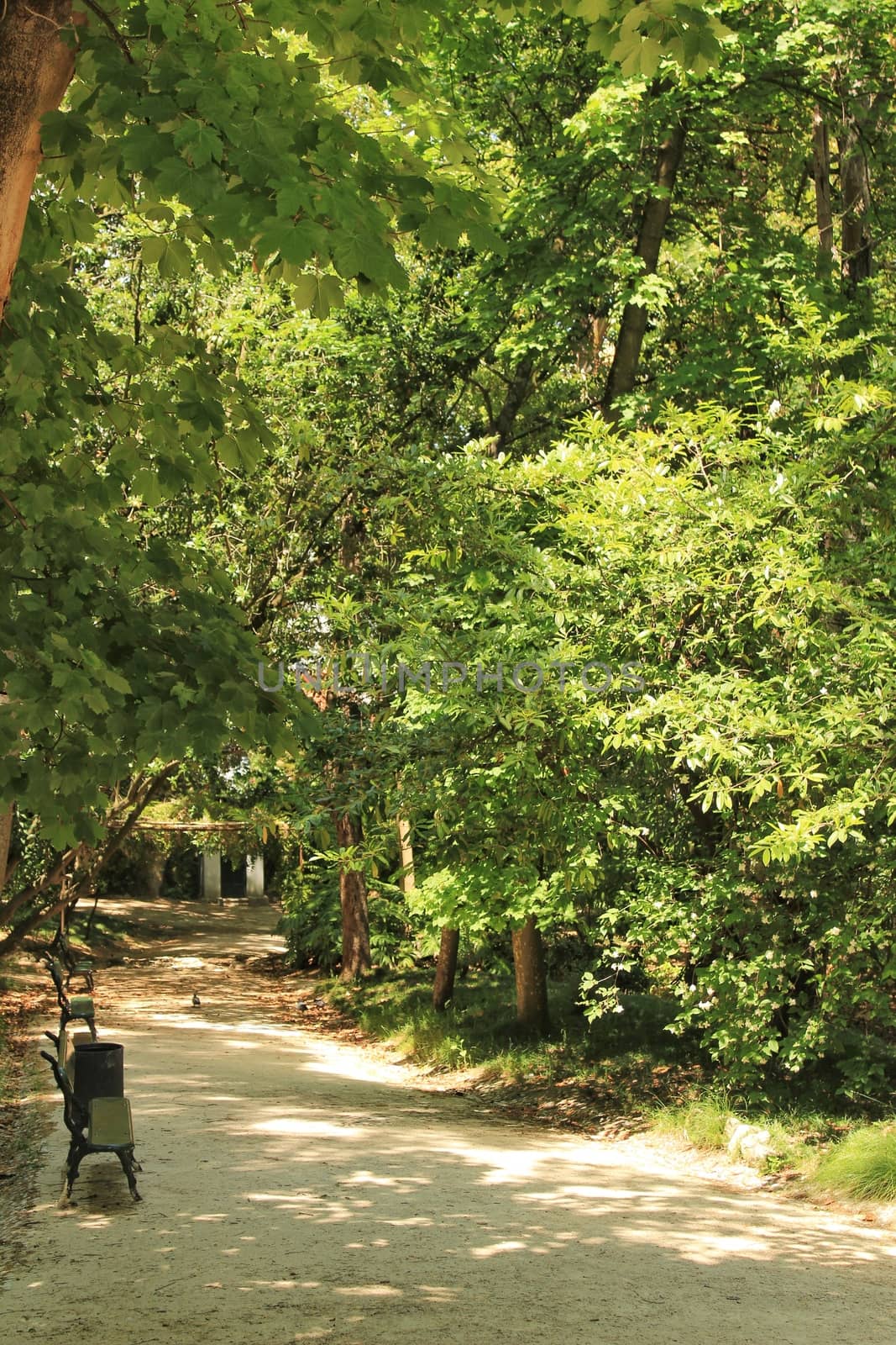 Leafy and green gardens with large trees in the Botanical Garden of Lisbon