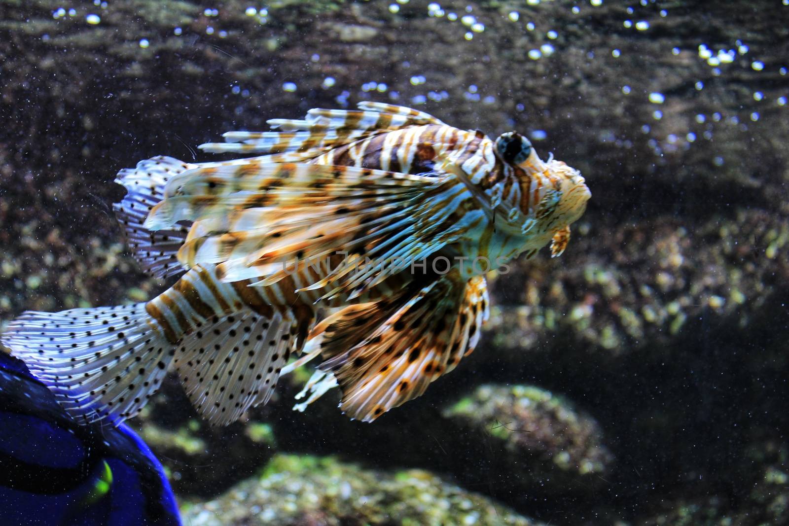 Beautiful and colorful Scropaenidae fish in an aquarium