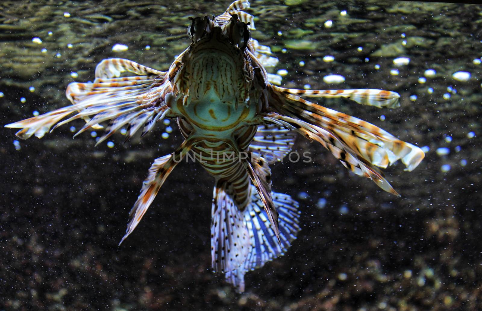 Beautiful and colorful Scropaenidae fish in an aquarium