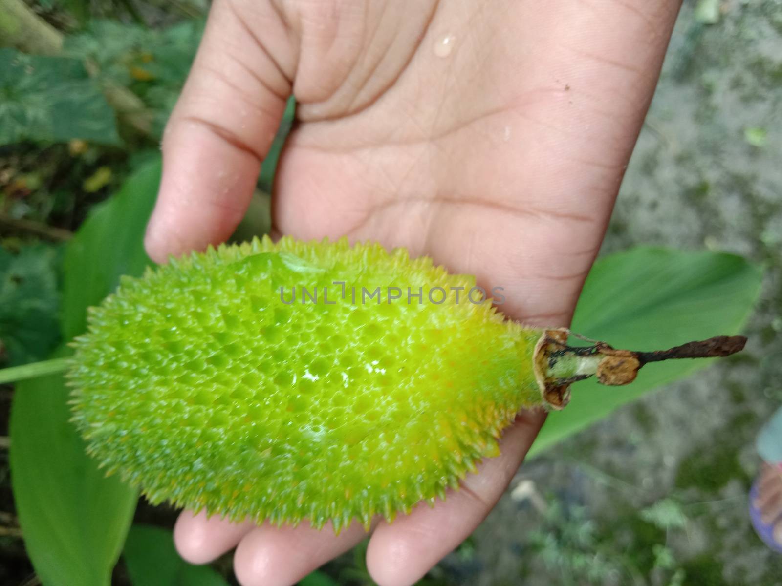 fresh healthy Sweet Bitter Gourd Closeup on hand