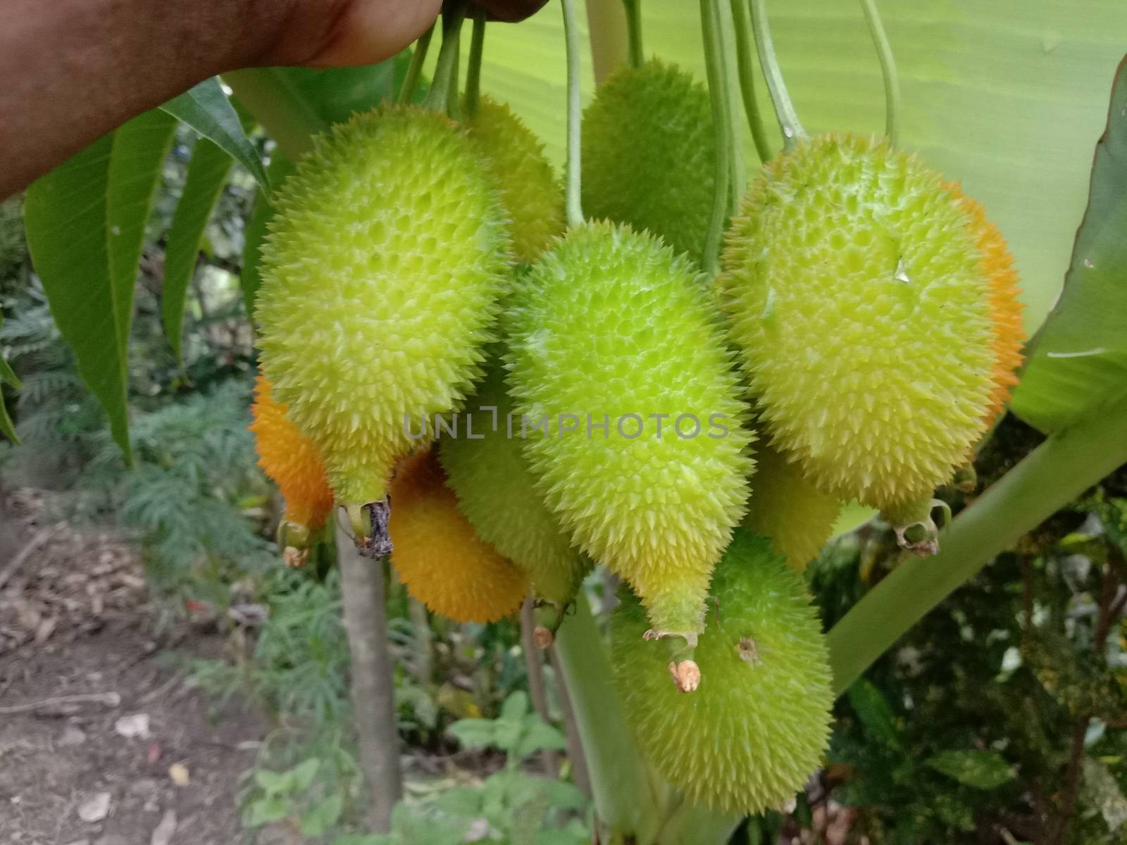 fresh healthy Sweet Bitter Gourd stock on firm