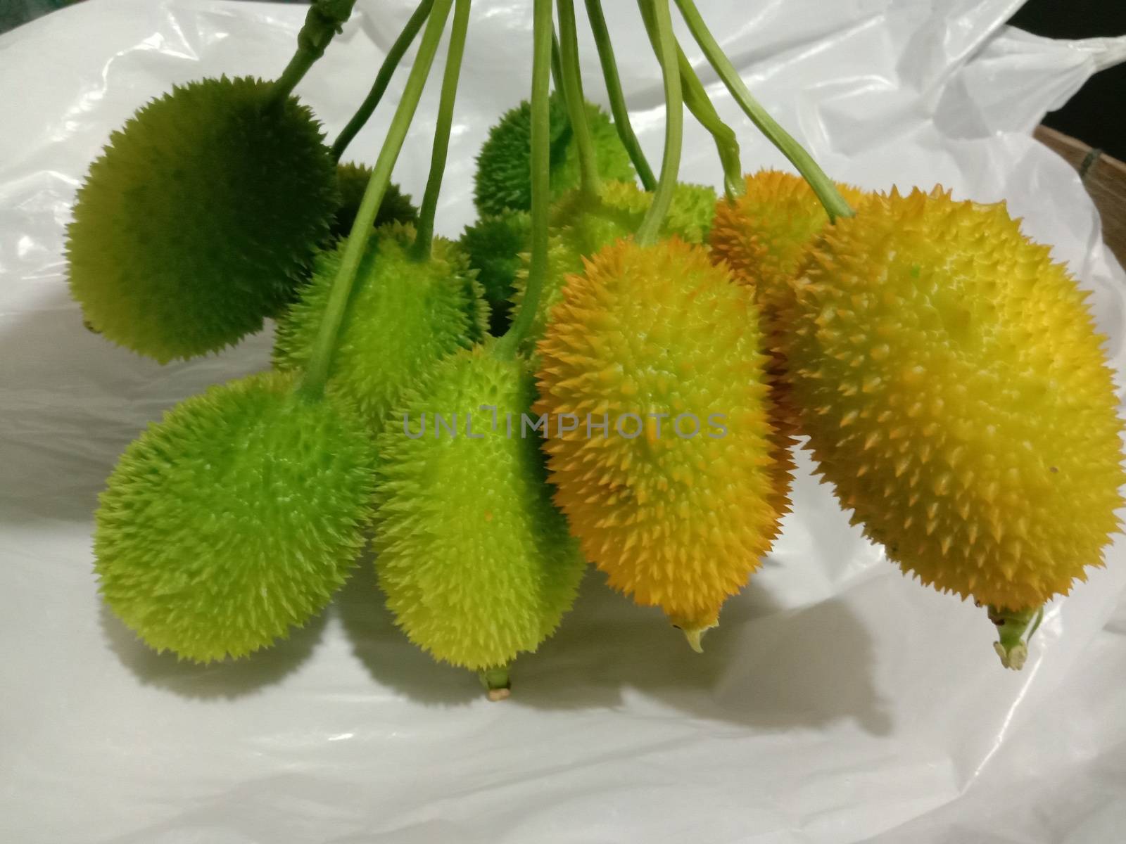 fresh healthy Sweet Bitter Gourd stock on white background