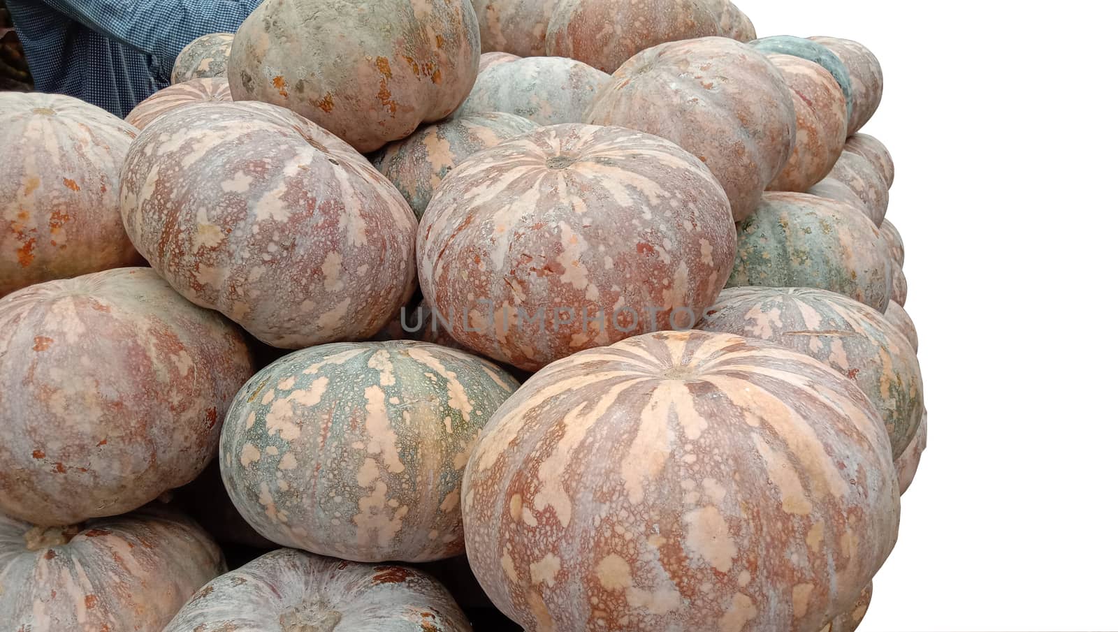fresh healthy pumpkin stock on market for sell