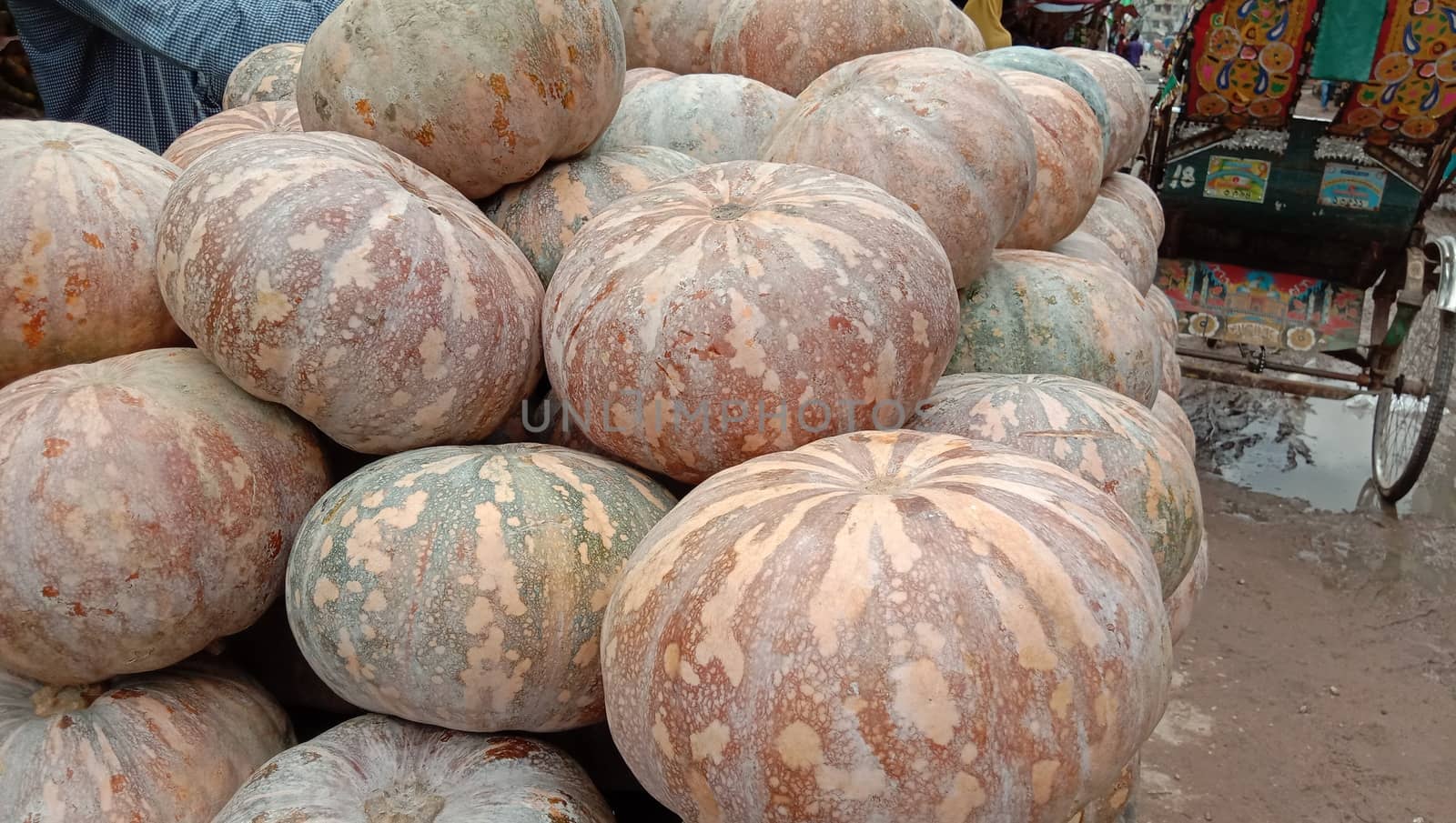 fresh healthy pumpkin stock on market for sell