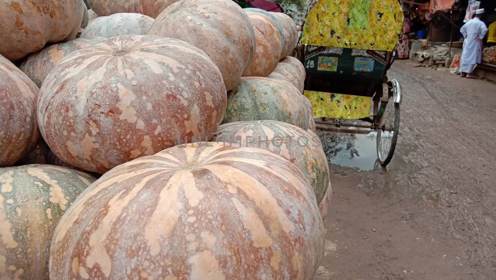 fresh healthy pumpkin stock on market for sell