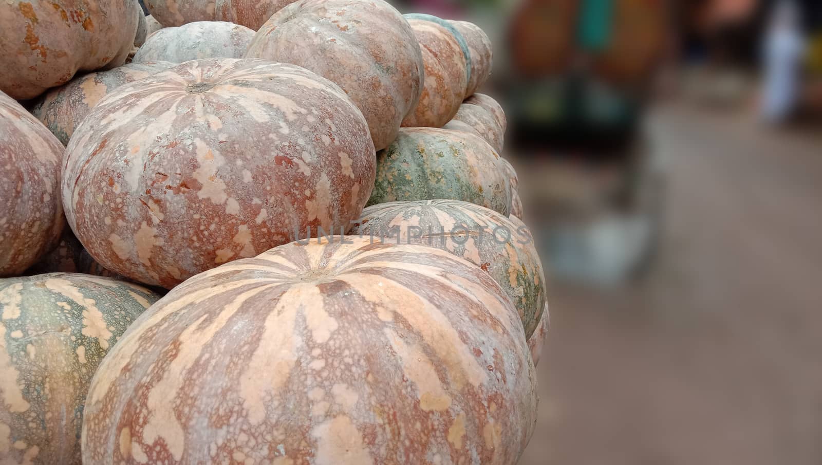 fresh healthy pumpkin stock on market for sell