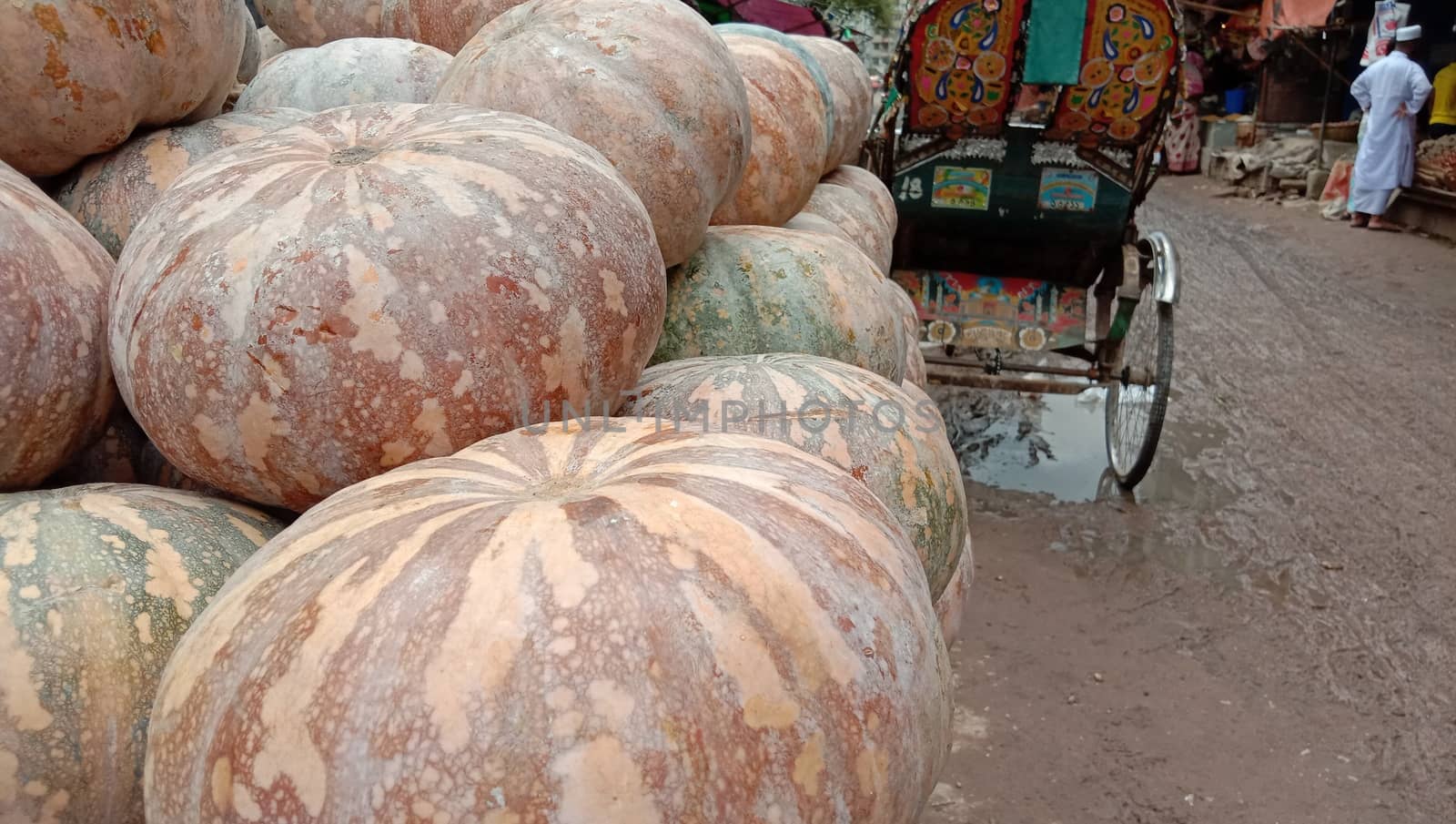 fresh healthy pumpkin stock on market for sell