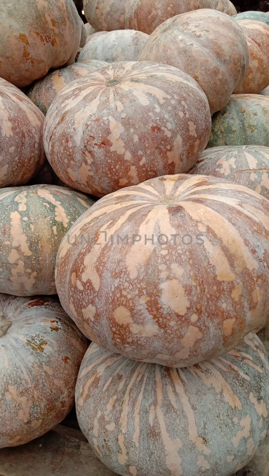 fresh healthy pumpkin stock on market for sell