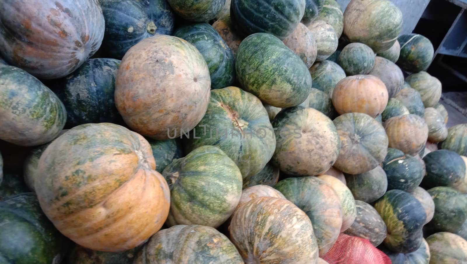 fresh healthy pumpkin stock on market for sell