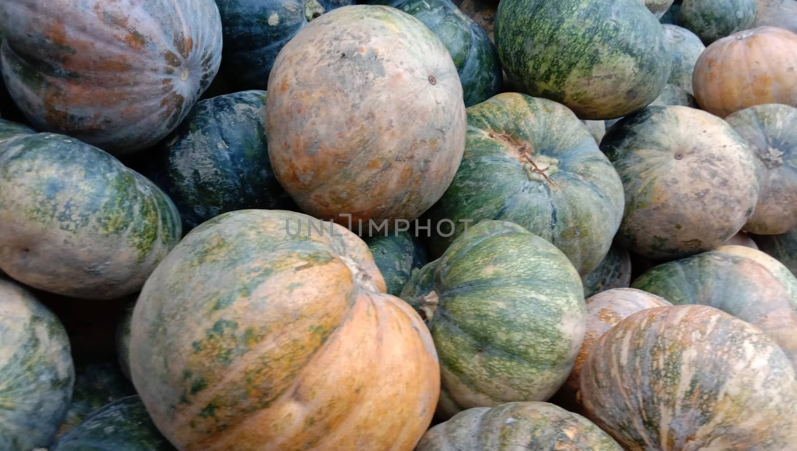 fresh healthy pumpkin stock on market for sell