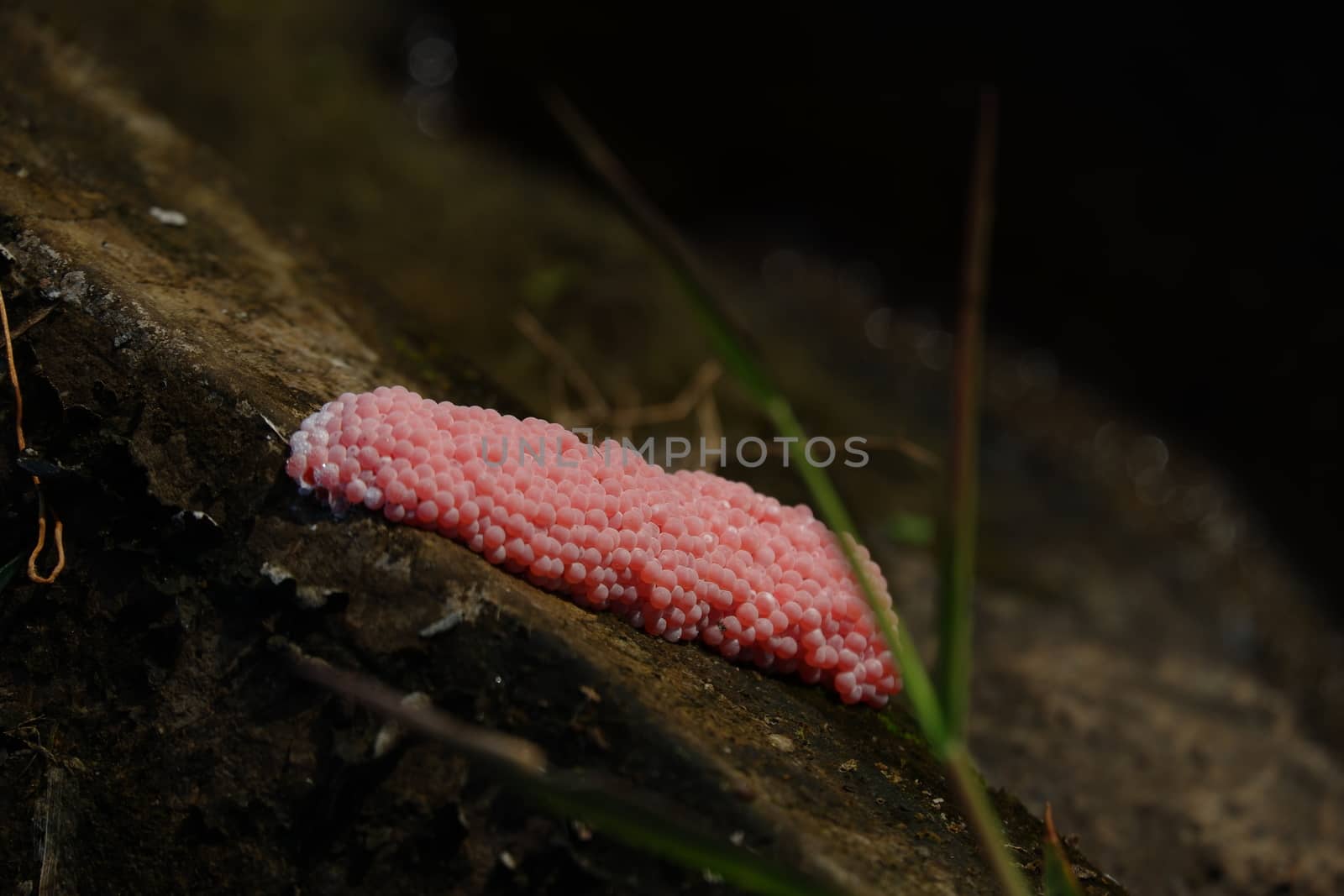 focus image of pink snail eggs attached to the surface of the pool wall