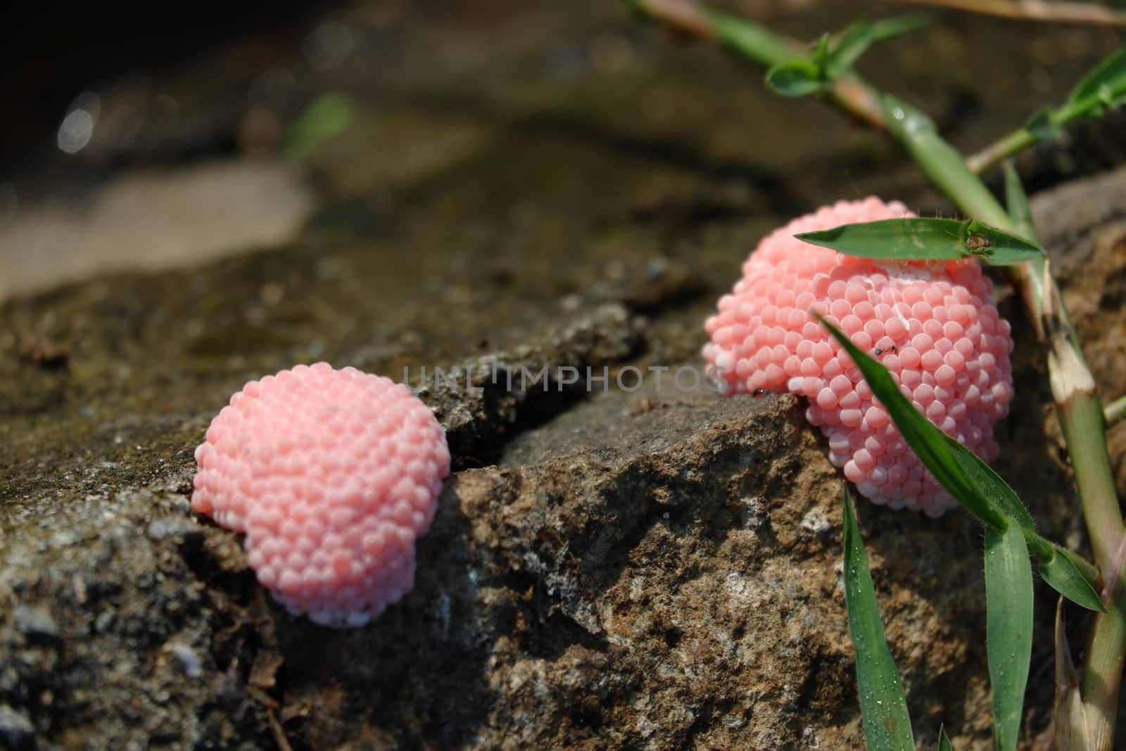 focus image of pink snail eggs attached to the surface of the pool wall