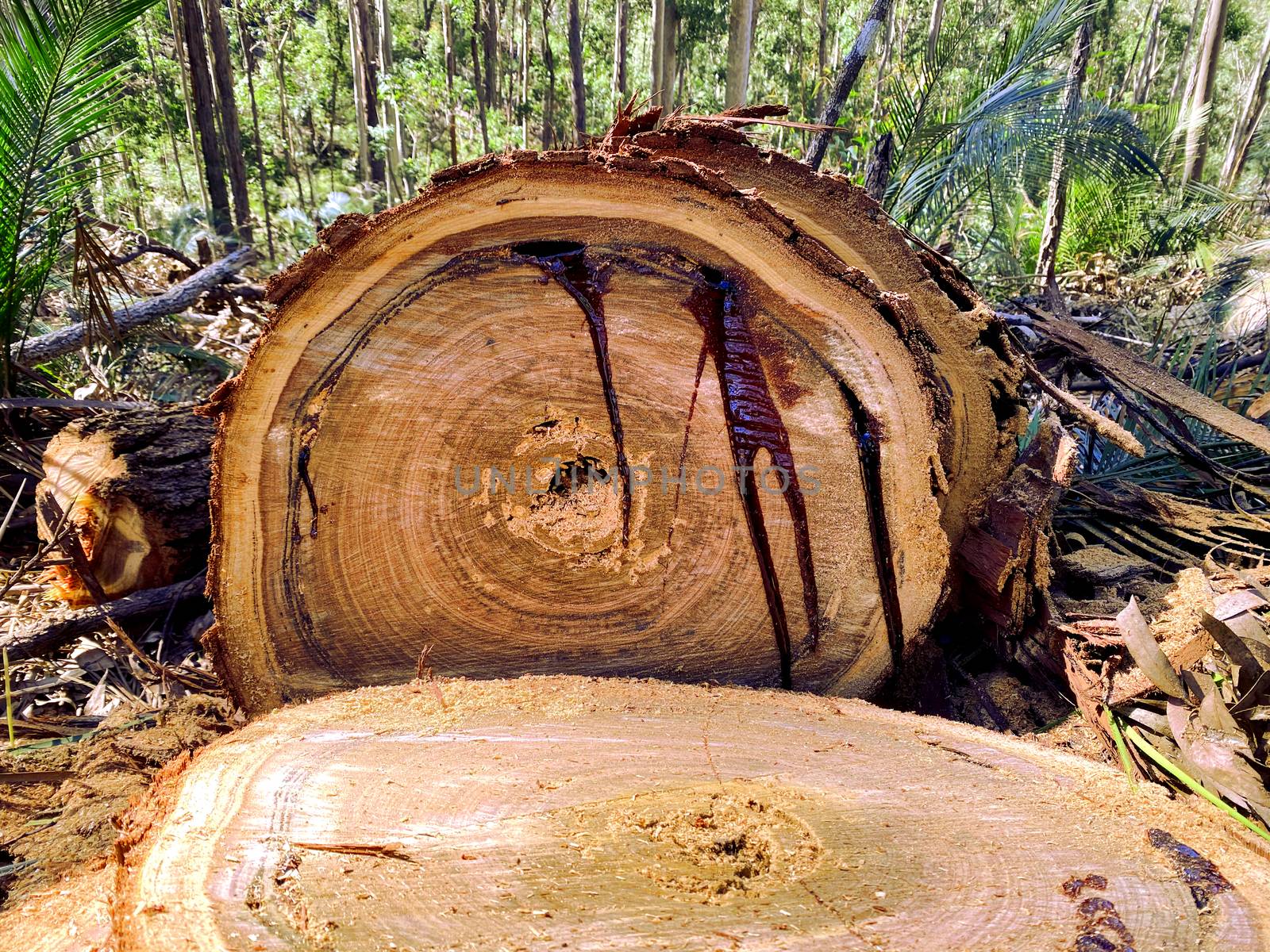 Sap Bleeding From a Tree