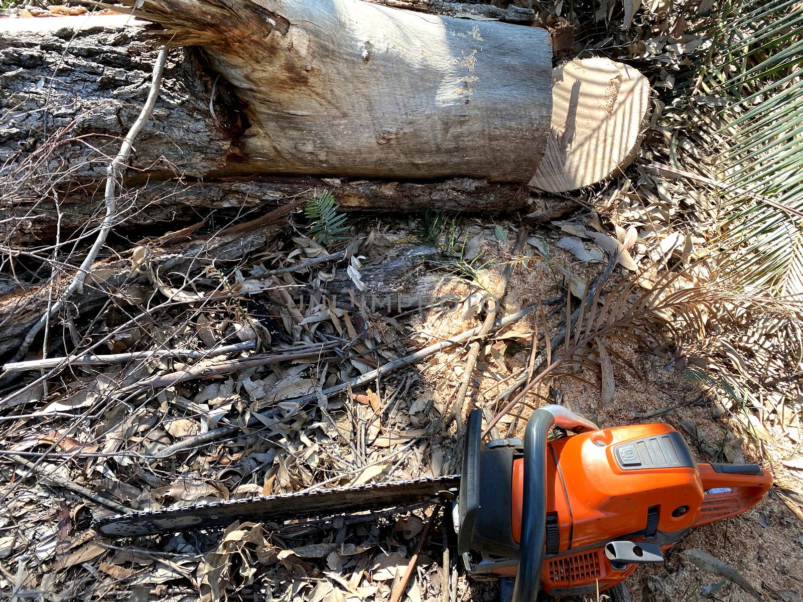 A Chainsaw Next to a Log