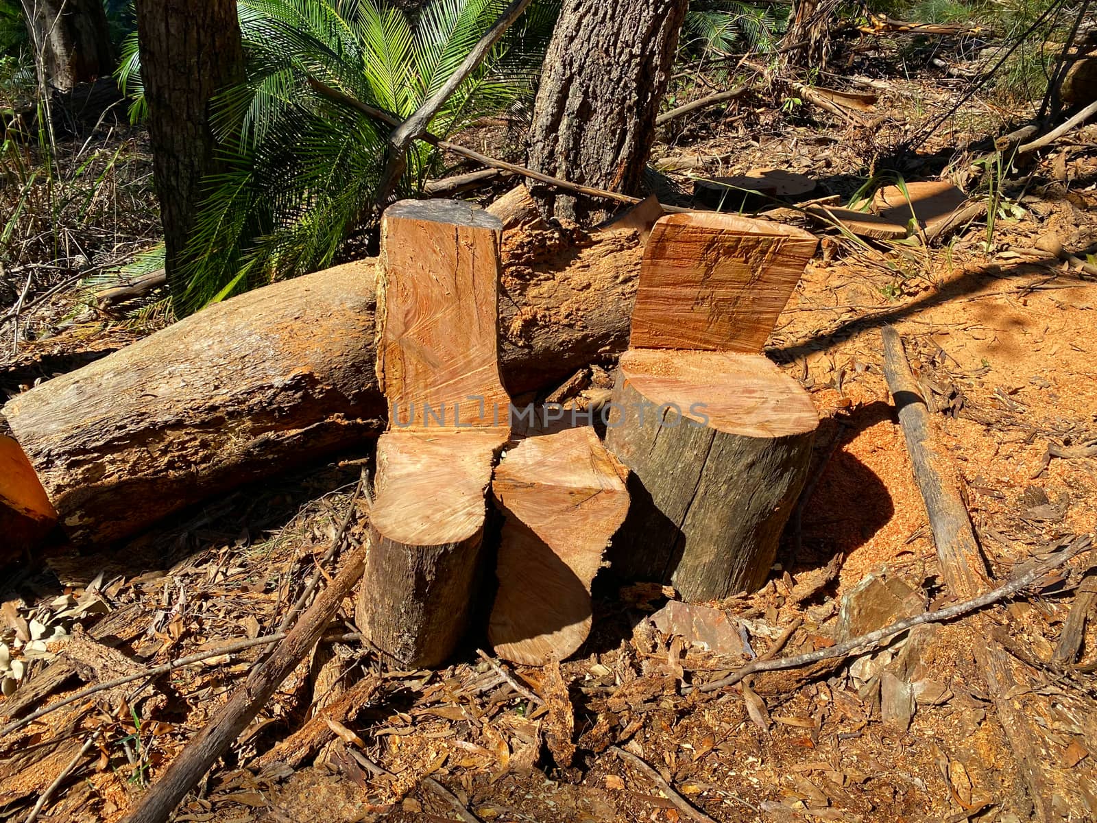 Timber Chairs and Tables