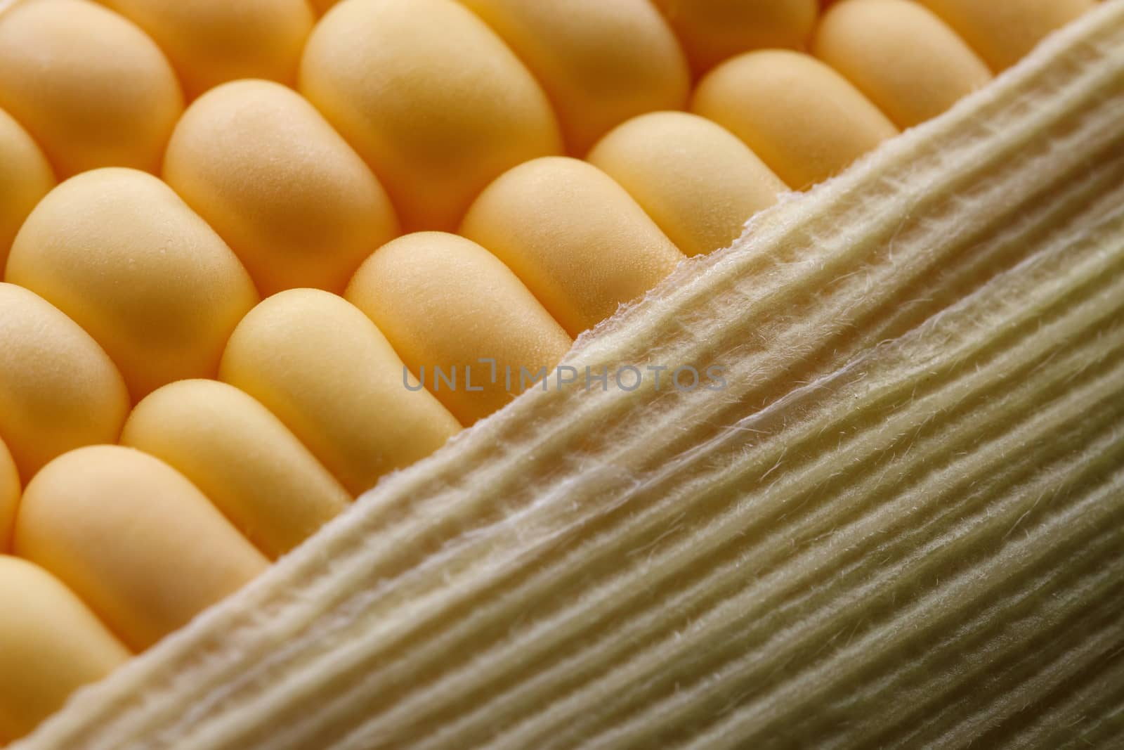close up of golden corn grains, healthy organic vegetarian food, abstract fresh corn for background