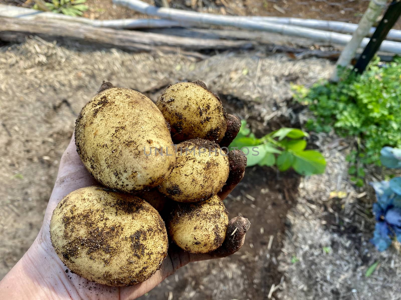 A Hand Holding Potatos