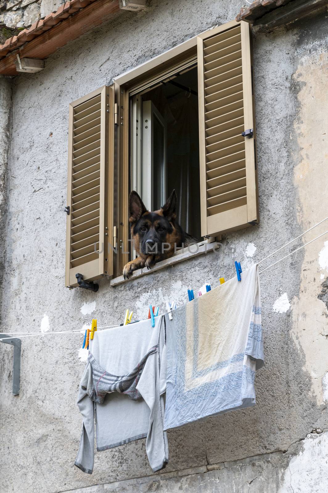 german shepherd dog looking out of a window of a house