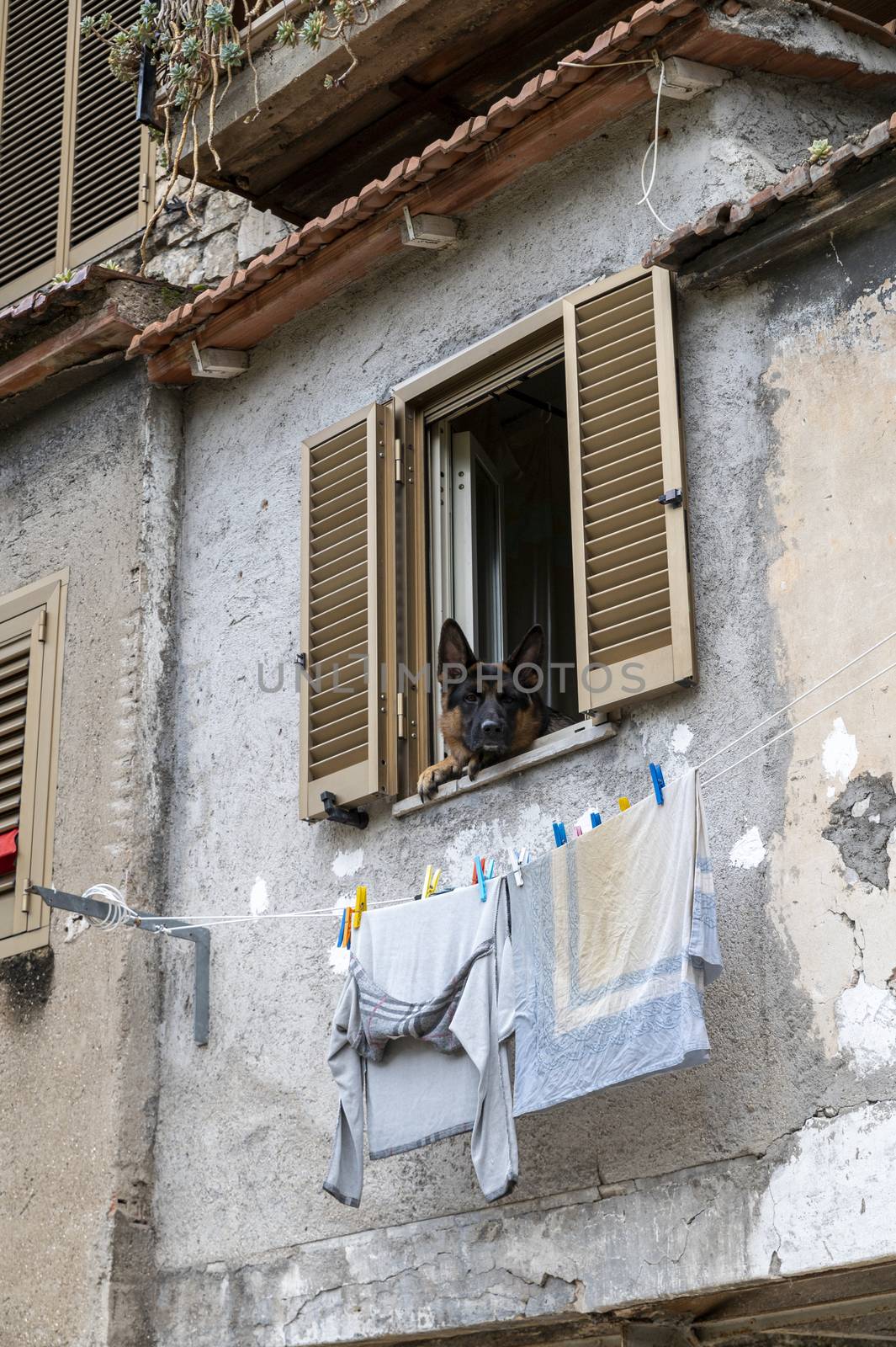 german shepherd dog looking out of a window of a house