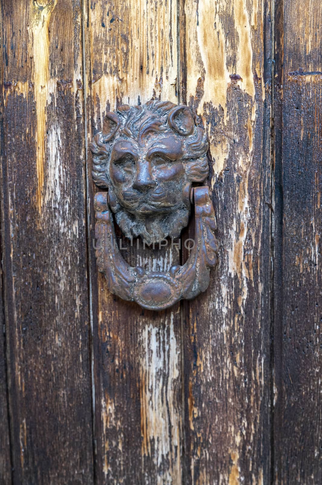 vintage door knocker in the shape of a lion on an old door