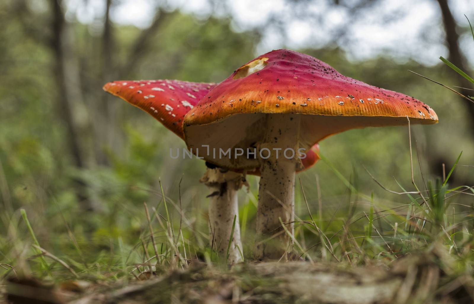 Amanita muscaria mushroom with red and white dots macro in autumn forest