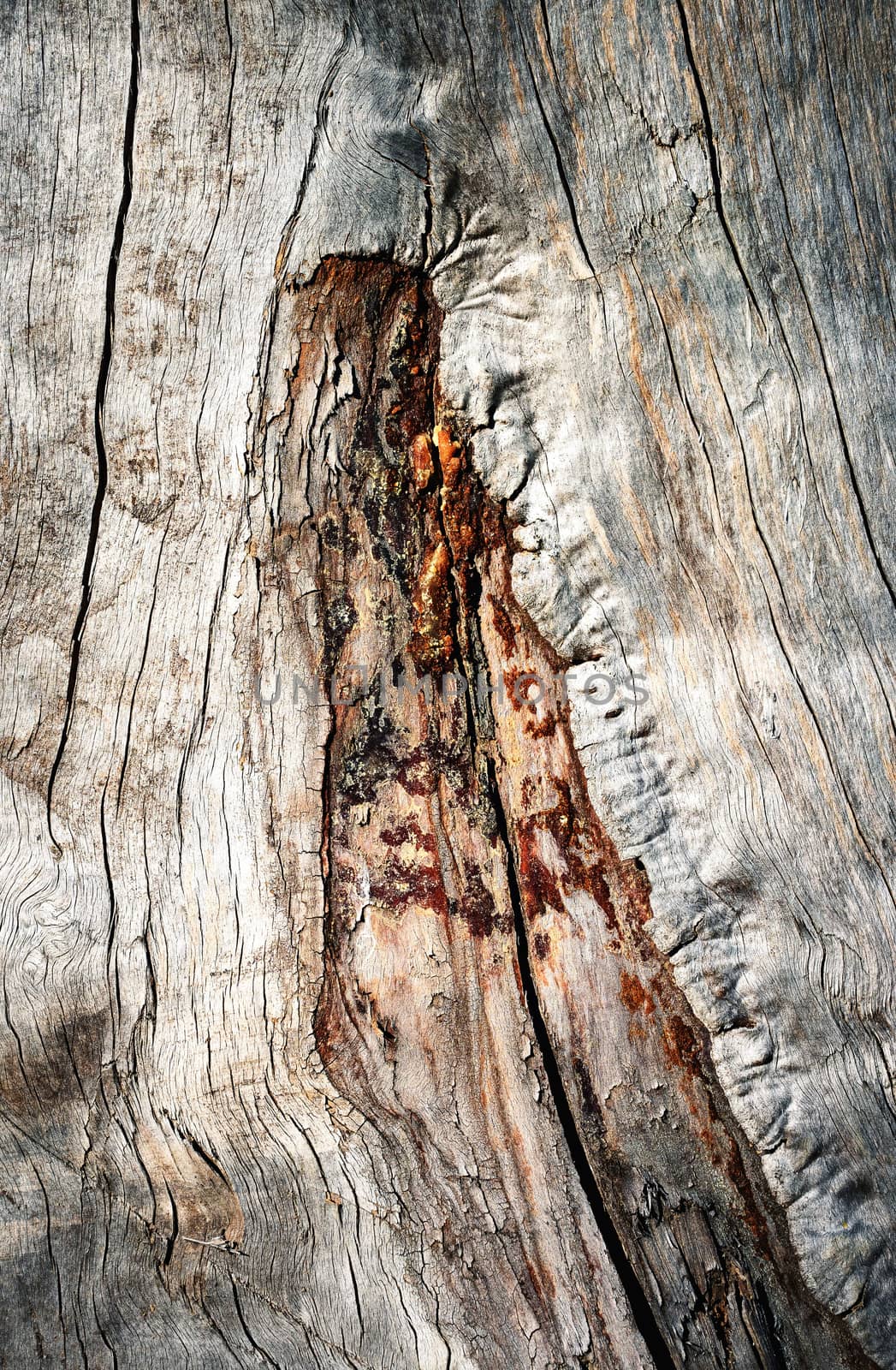 detail of a weathered groove on a tree trunk by Ahojdoma