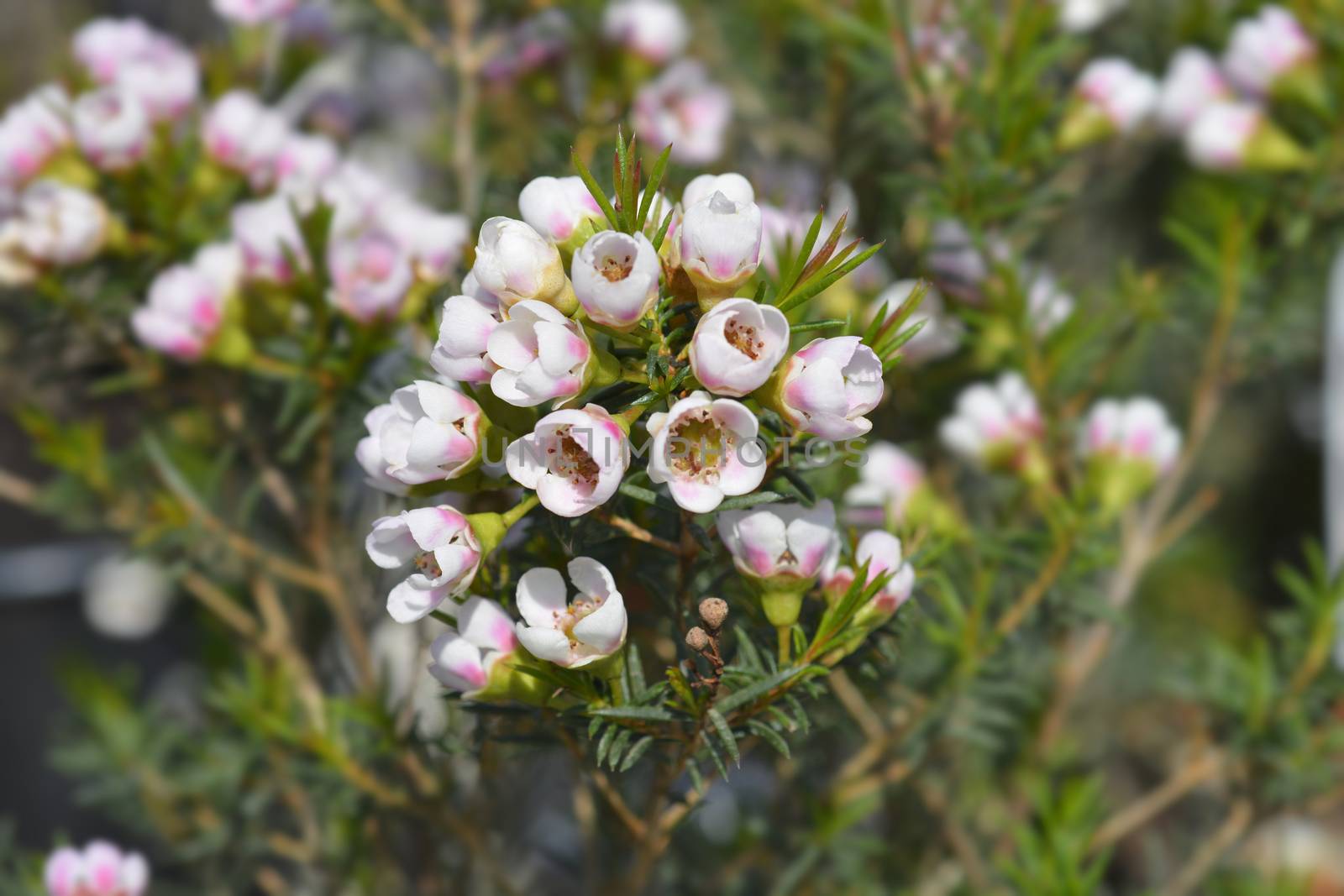 Geraldton wax flowers - Latin name - Chamelaucium uncinatum