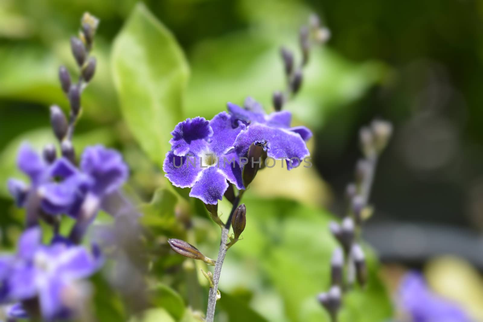 Golden Dewdrop flowers - Latin name - Duranta erecta