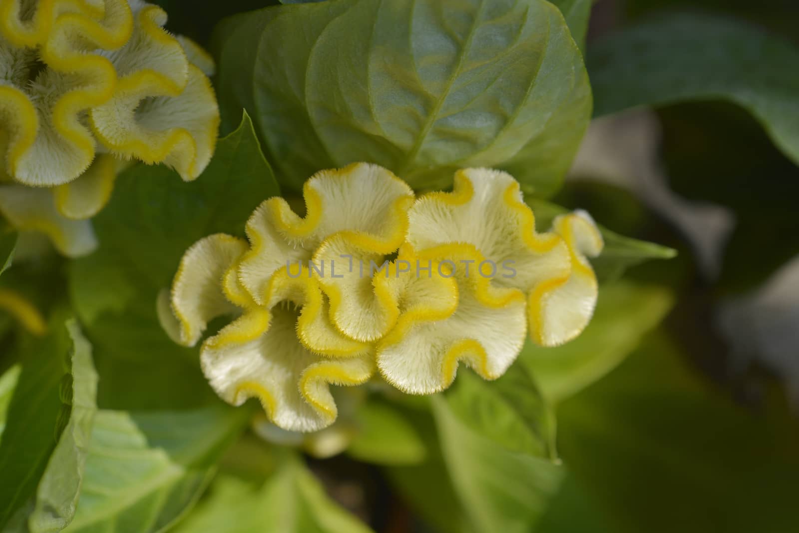 Twisted Yellow Cockscomb - Latin name - Celosia argentea var. cristata Twisted Yellow