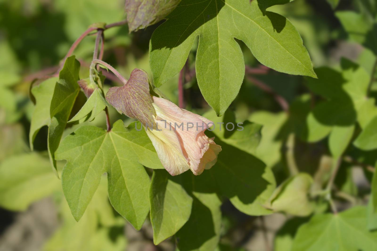 Levant cotton leaves and flower - Latin name - Gossypium herbaceum