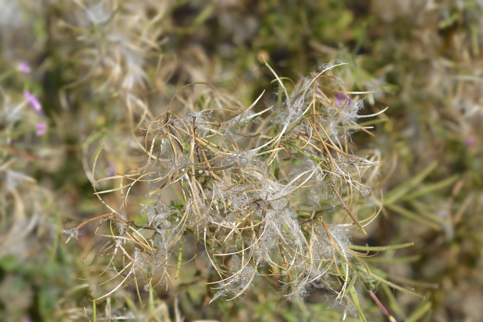 Great hairy willowherb by nahhan