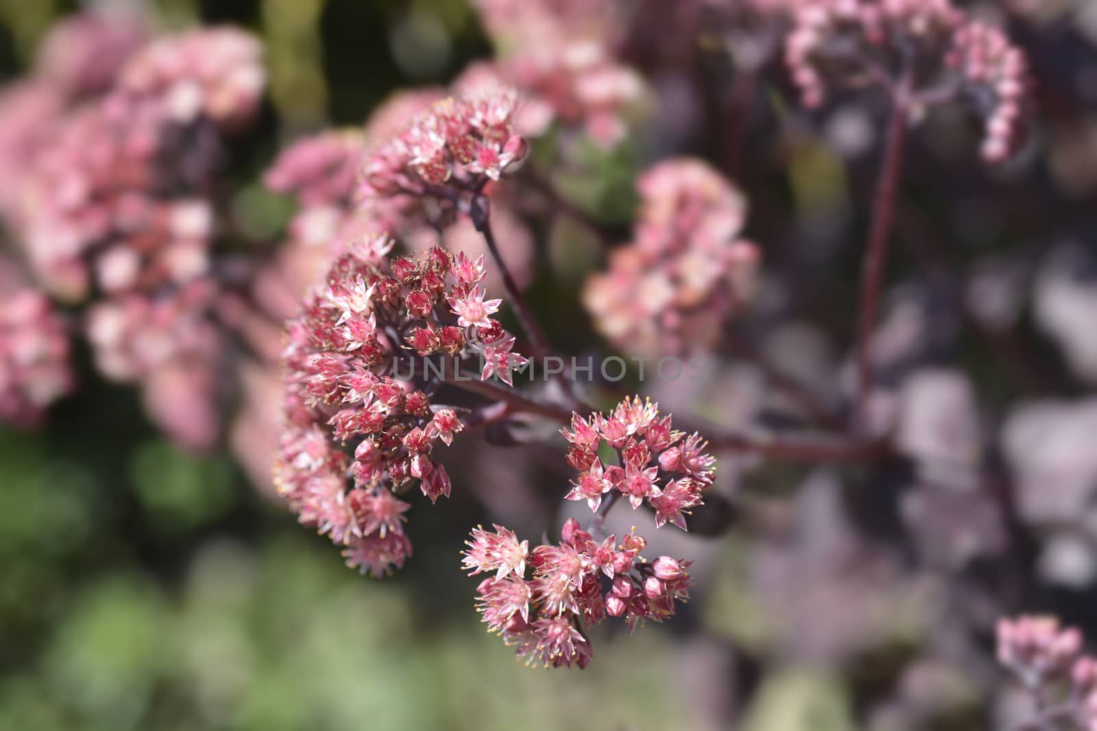 Orpine Purple Emperor by nahhan