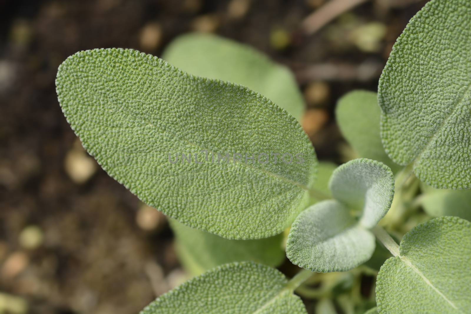 Sage Maxima leaves - Latin name - Salvia officinalis Maxima