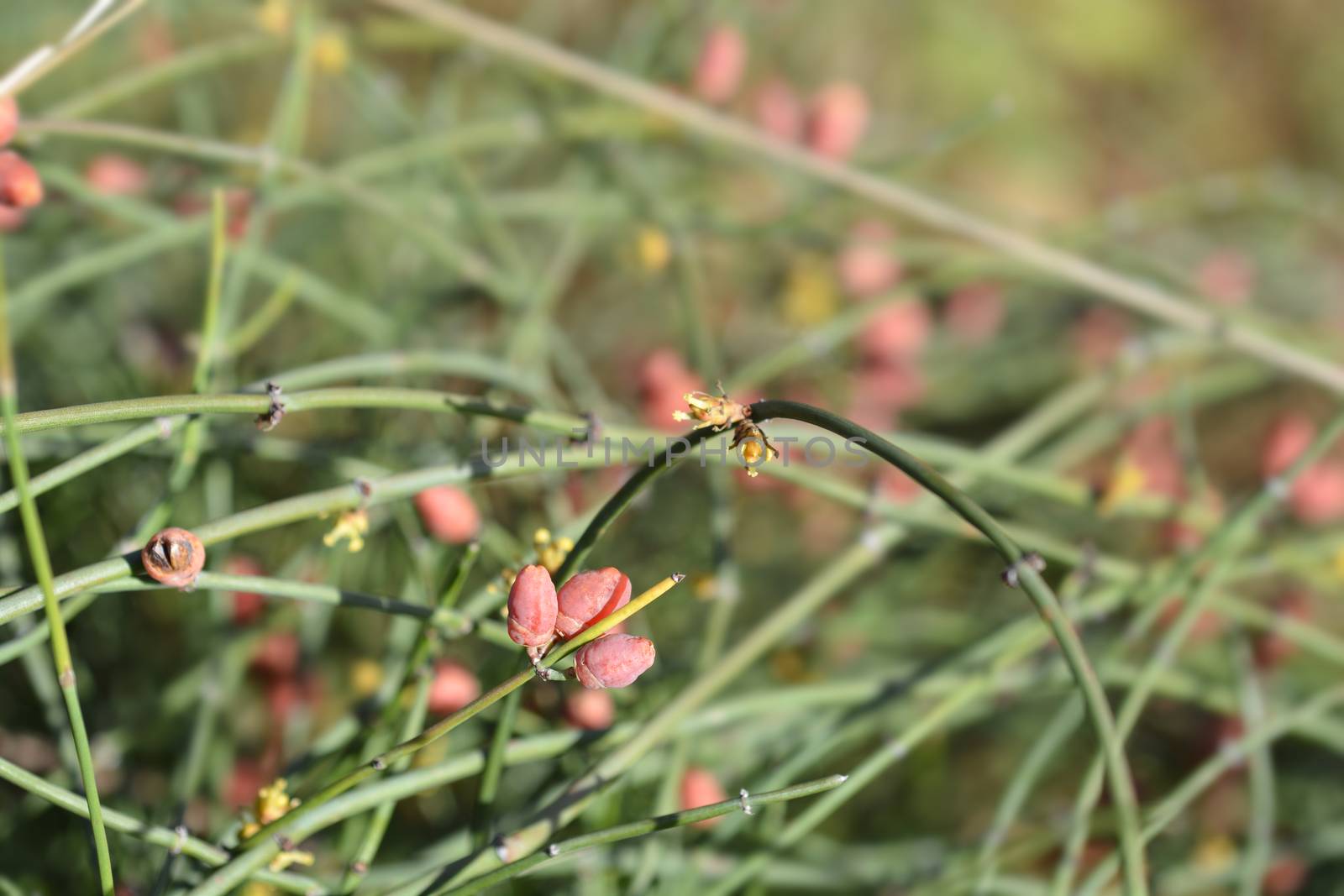 Leafless ephedra red berries and flowers - Latin name - Ephedra foeminea (Ephedra fragilis subsp. campylopoda)