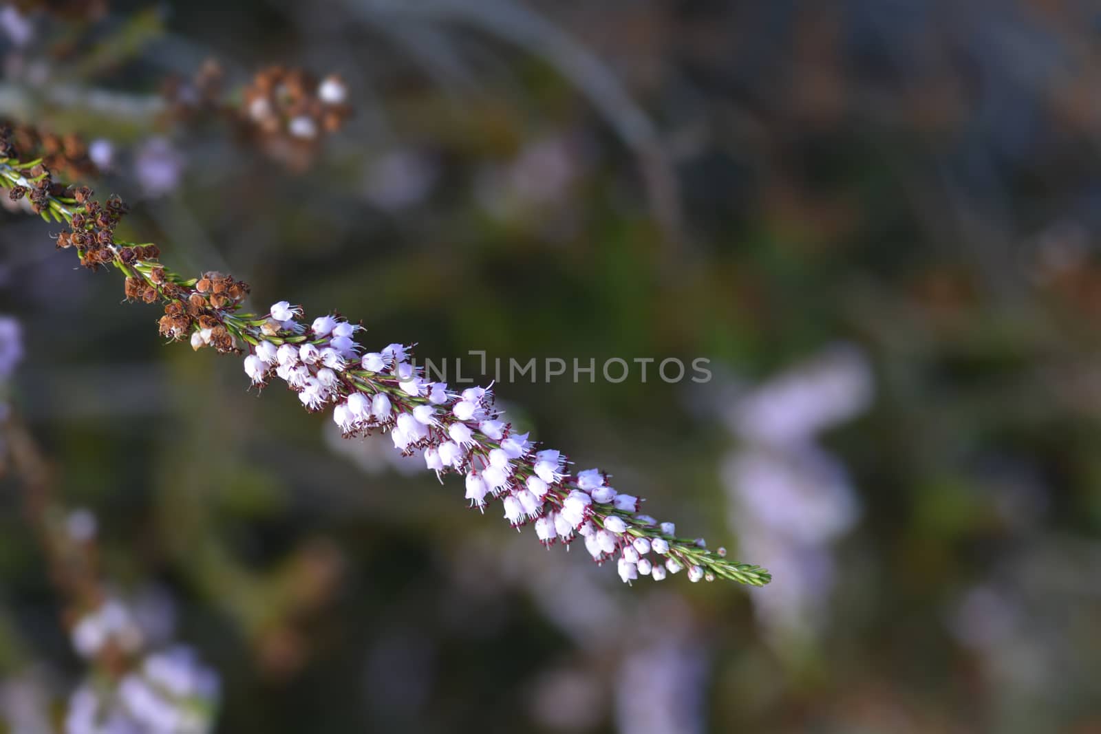 Autumn heather - Latin name - Erica manipuliflora