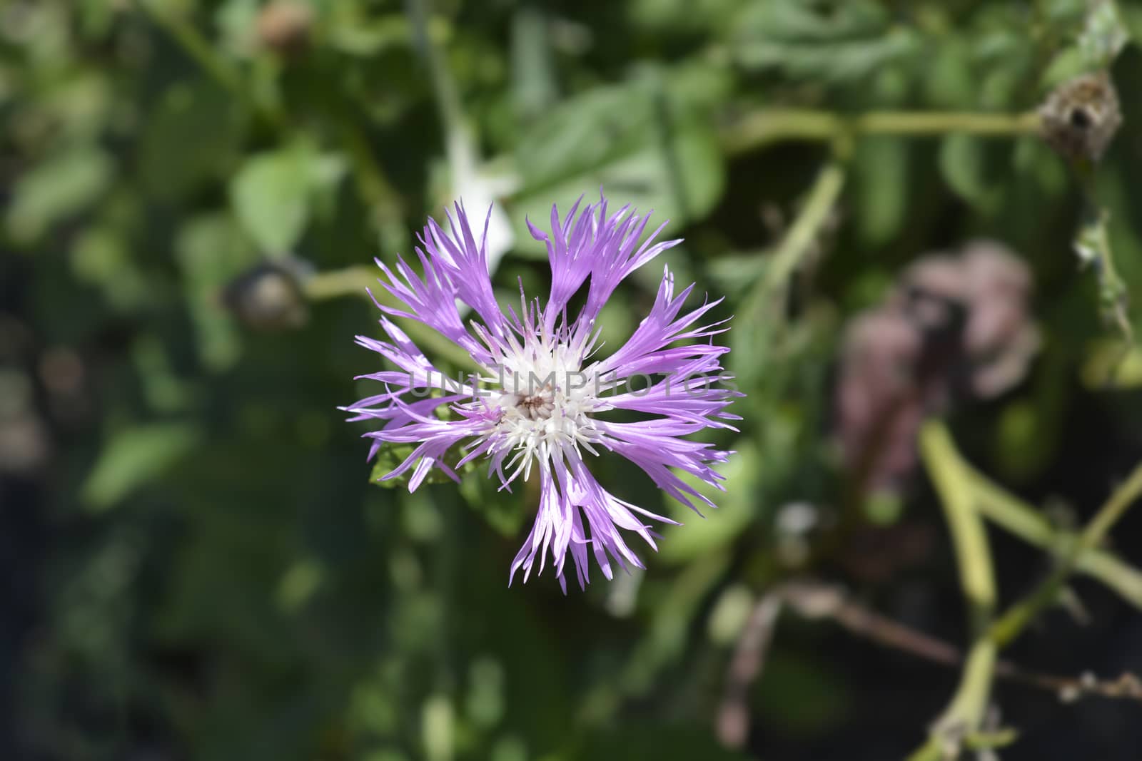 Pink Bachelors Button - Latin name - Centaurea pulcherrima