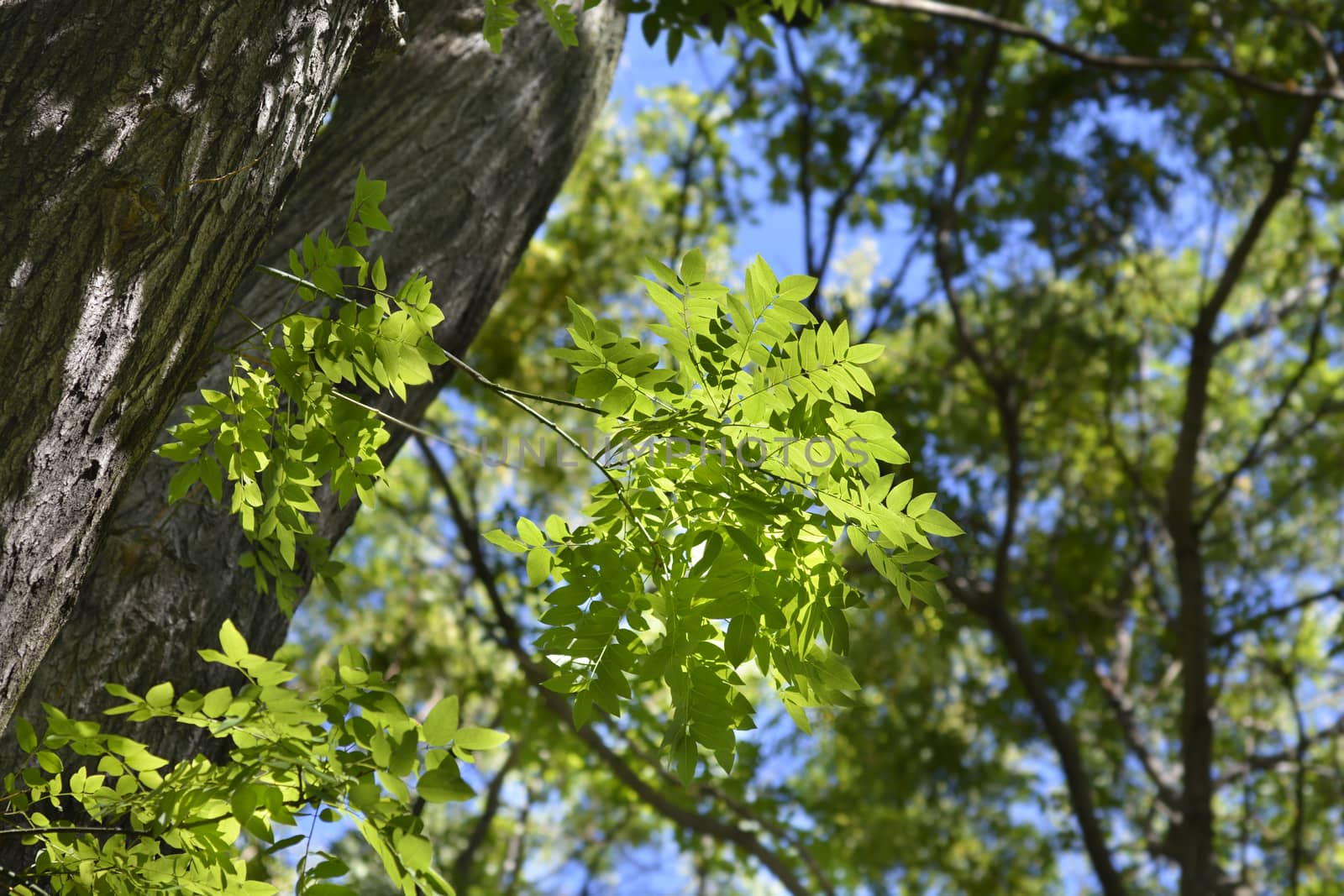 Japanese pagoda tree - Latin name - Styphnolobium japonicum (Sophora japonica)