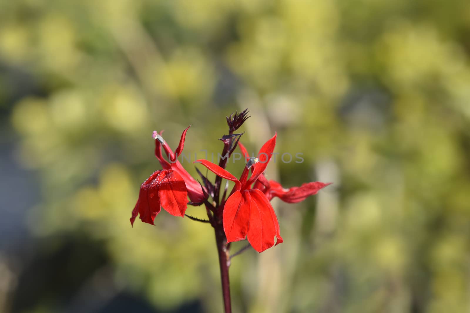 Cardinal flower by nahhan