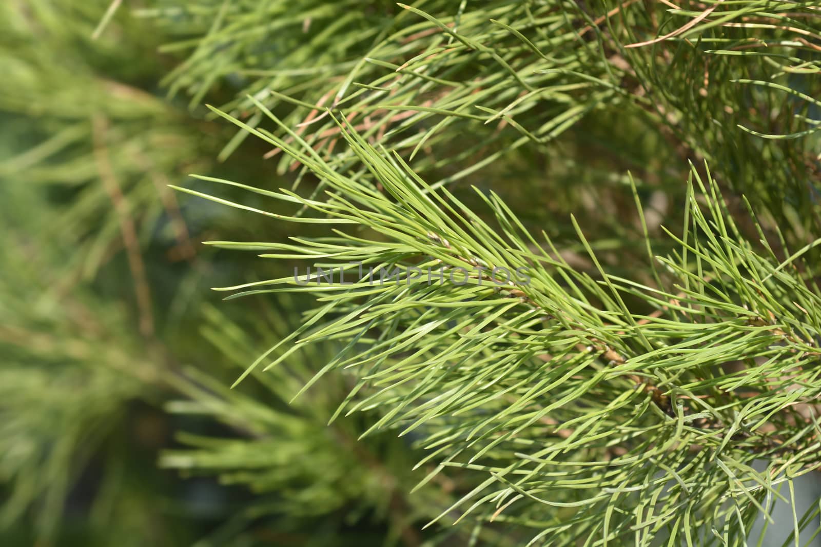 Italian stone pine by nahhan