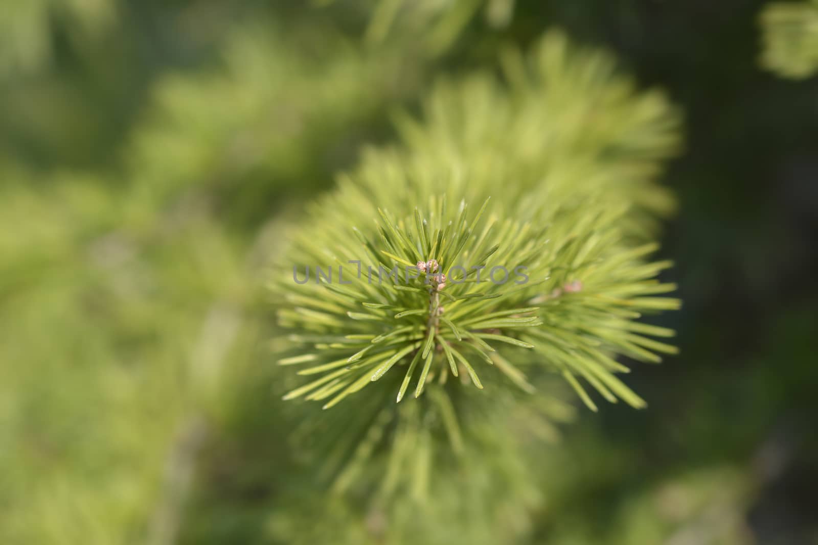 Atlas cedar branch - Latin name - Cedrus atlantica