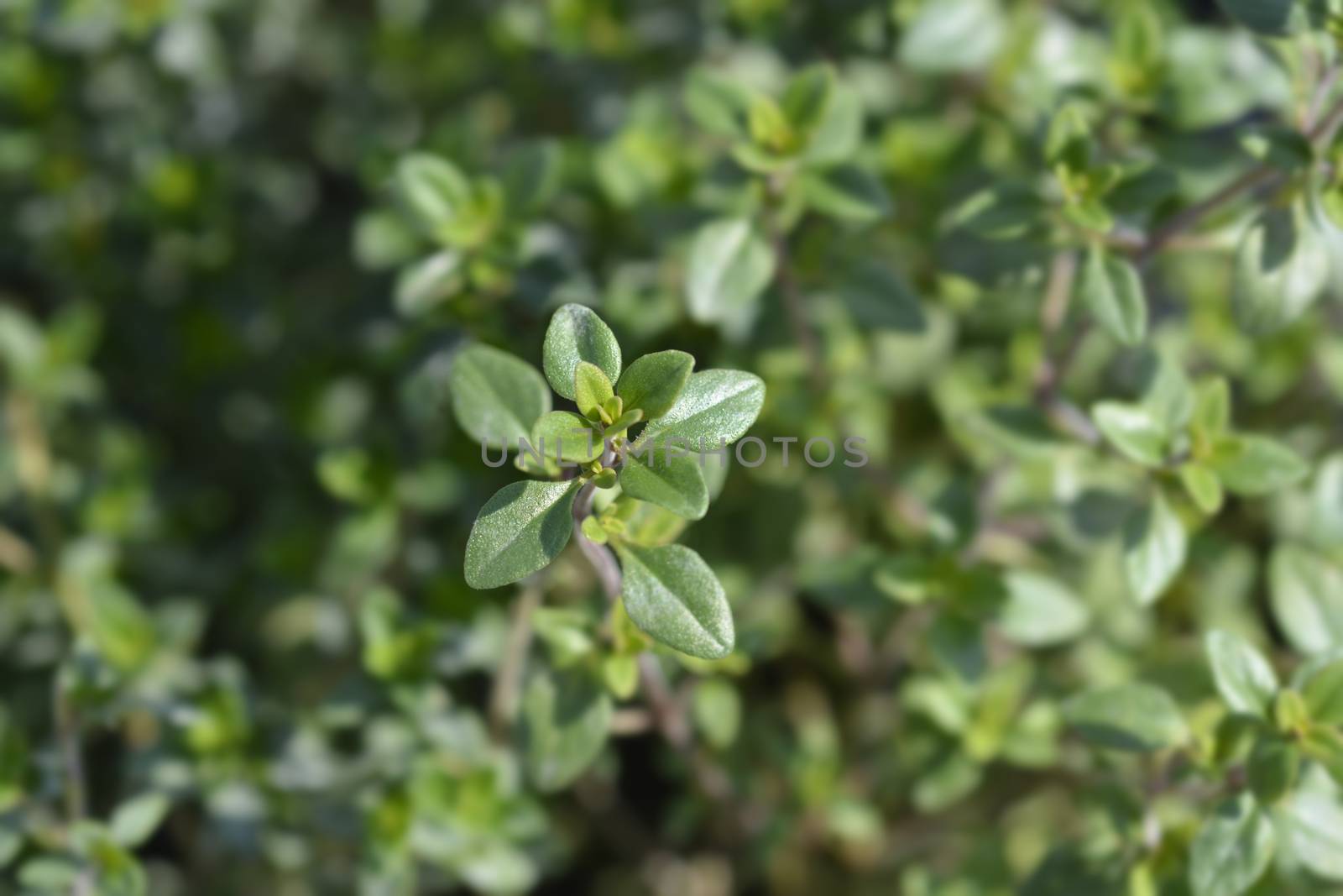 Garden thyme leaves - Latin name - Thymus vulgaris