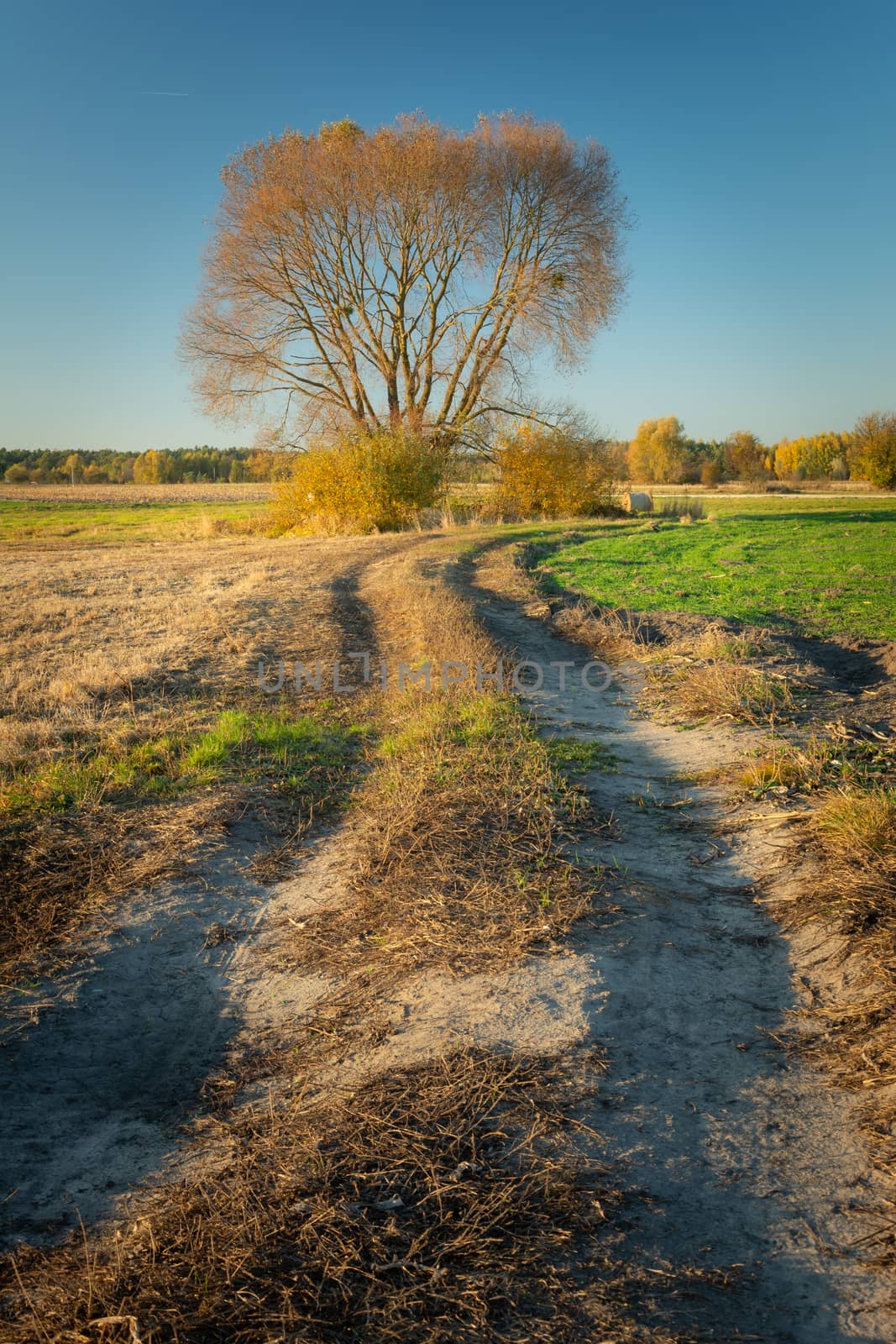 Dirt road towards a tall tree with no leaves, autumnal rural view