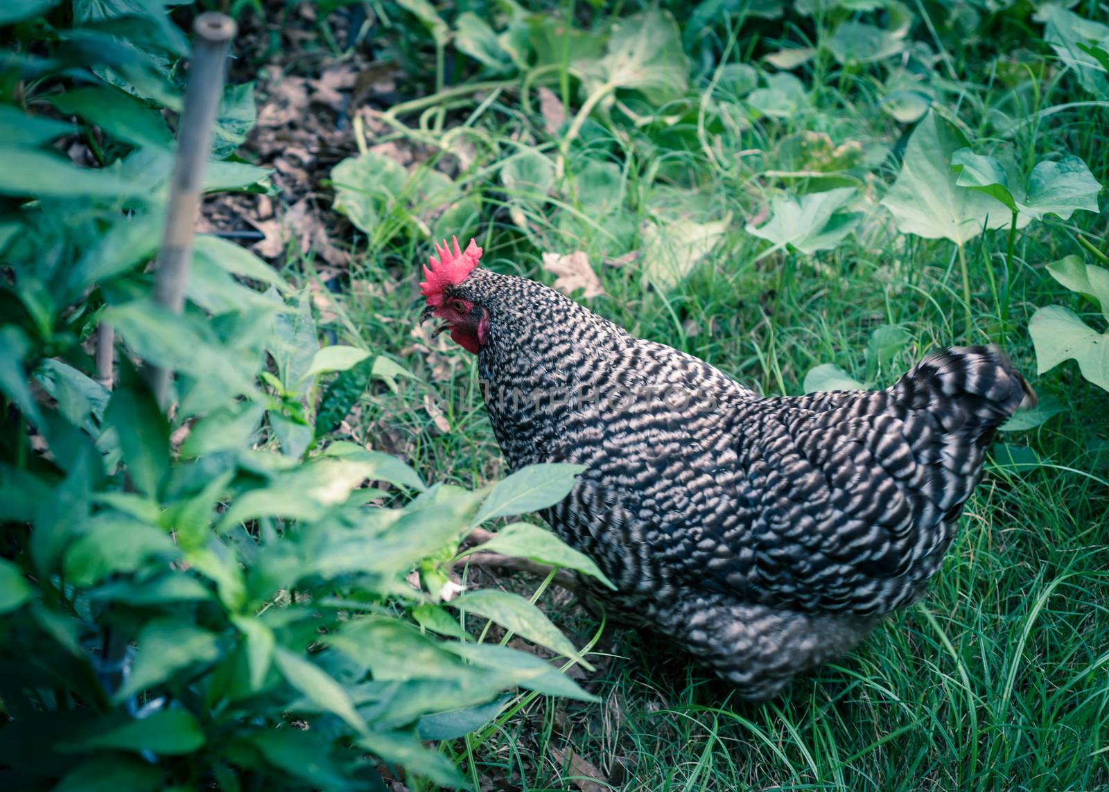 Selective focus one free range chicken at backyard garden near Dallas, Texas, America. Marans breed barred feathering laying hen chick pecking in natural settings at vegetable allotment