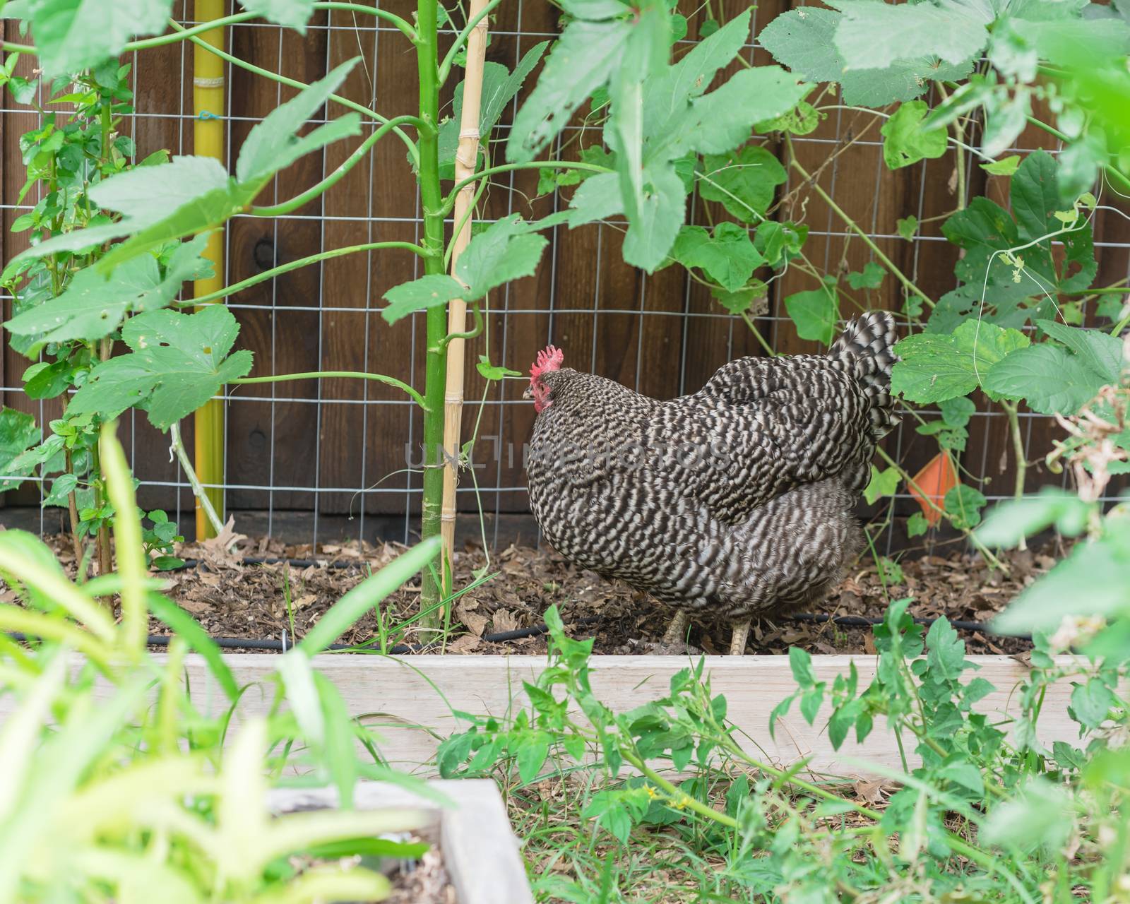 Free range Marans breed laying egg hen chicken at organic vegetable garden near Dallas, Texas, USA by trongnguyen
