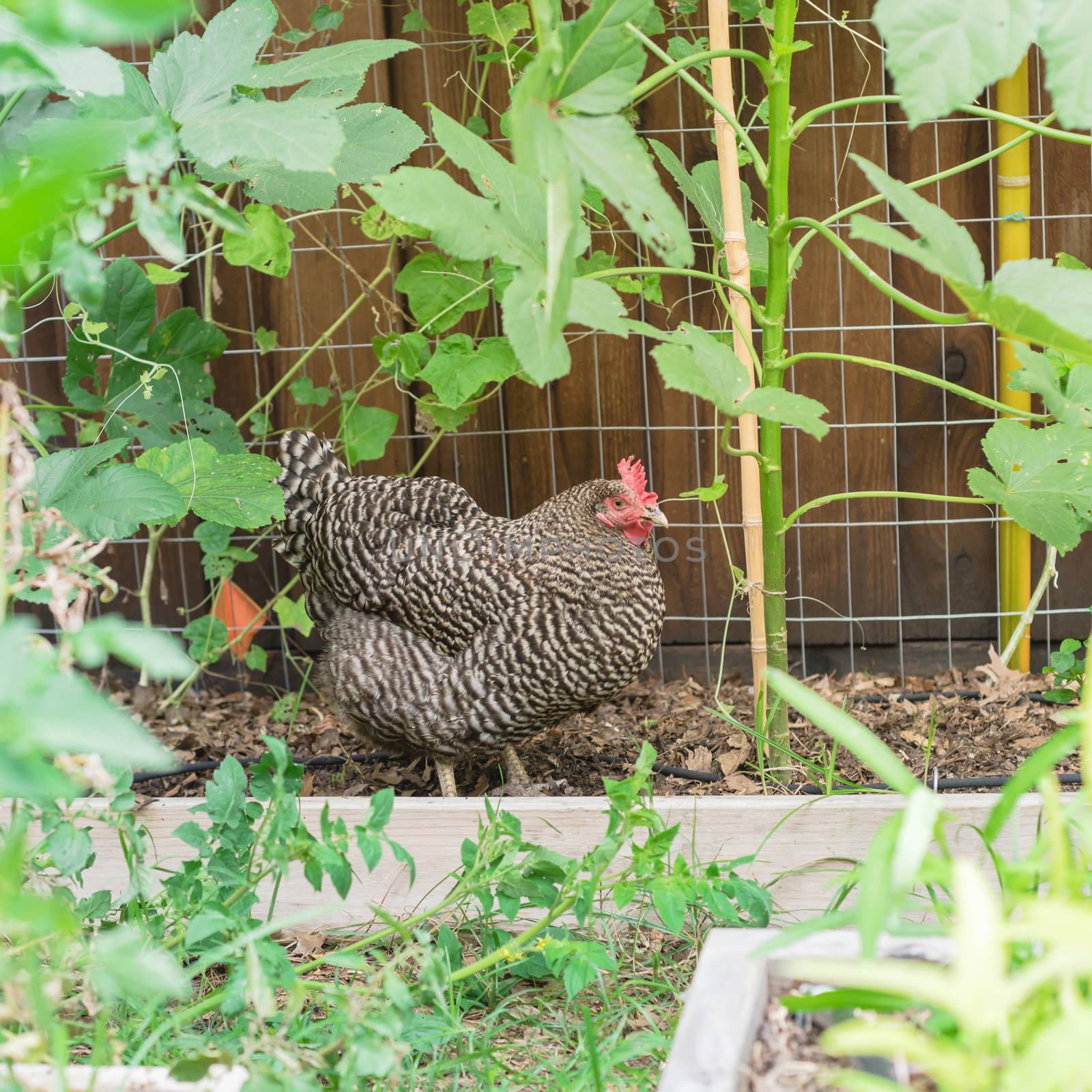Free range Marans breed laying egg hen chicken at organic vegetable garden near Dallas, Texas, USA by trongnguyen