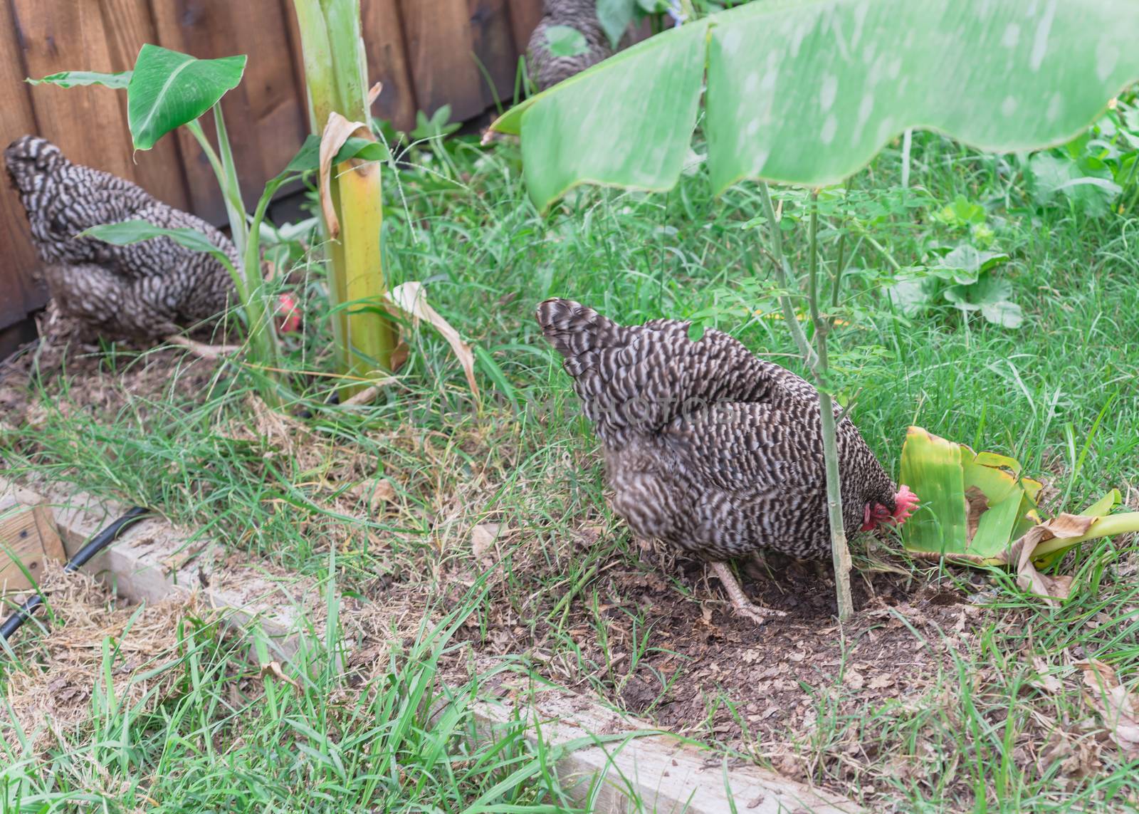 Two free range chickens at backyard garden near Dallas, Texas, America. Marans breed barred feathering laying hen chick pecking in natural settings at vegetable allotment